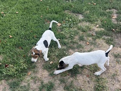 2 Female Walker Hound Puppies - 11 Weeks Old - had there first shot.