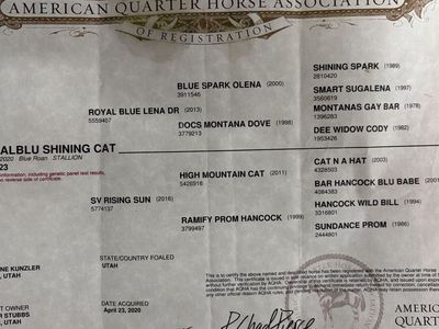 6 year old shining spark/hancock blue roan gelding