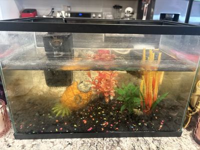 Fish and supplies