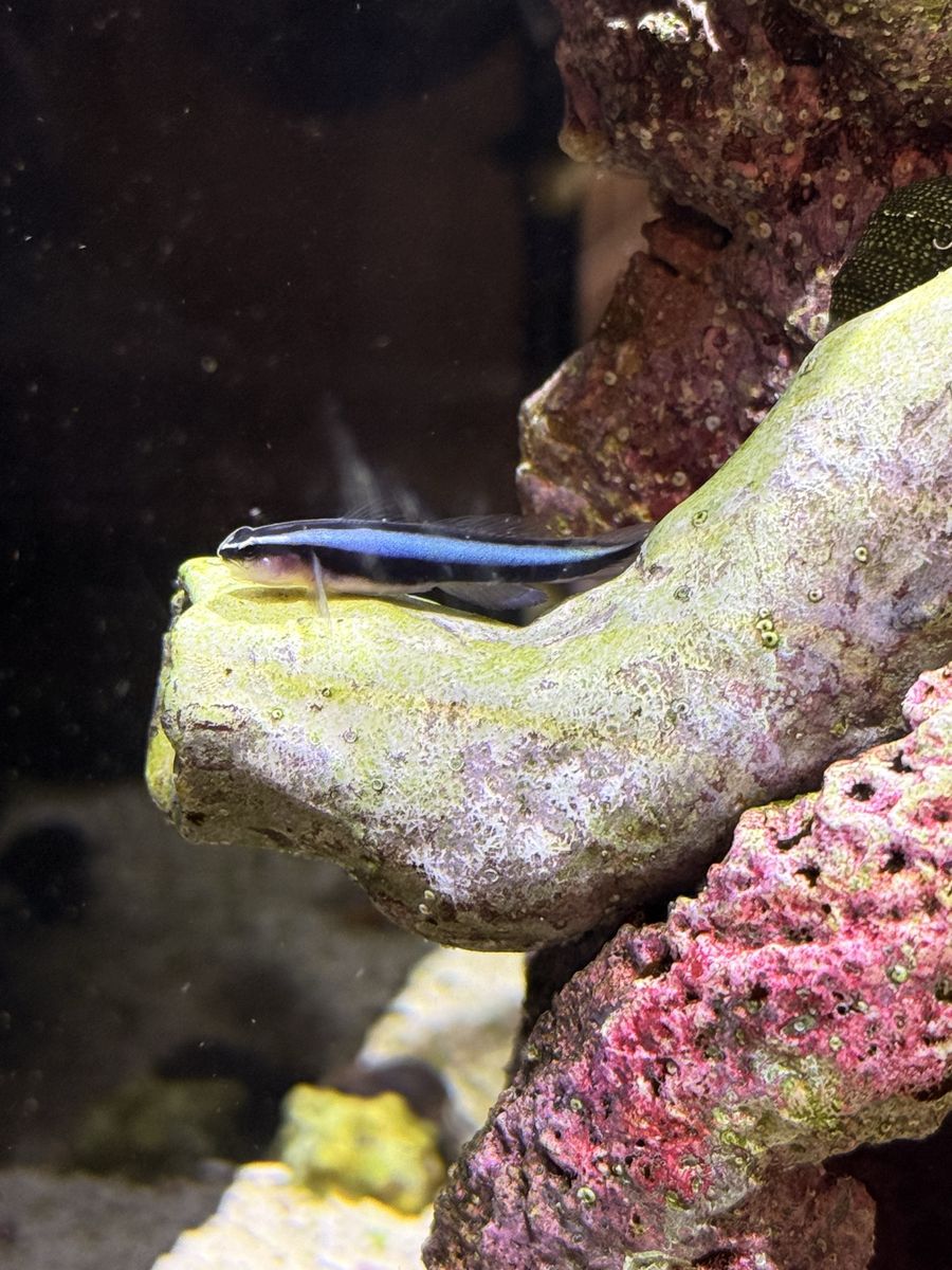 Neon Goby