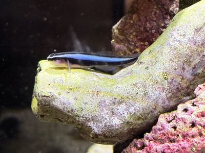 Neon Goby