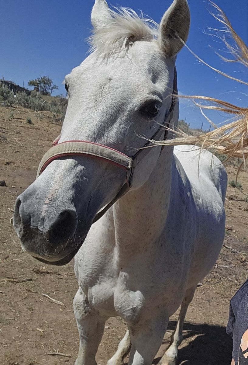 Brood Mare qtr horse 15yr
