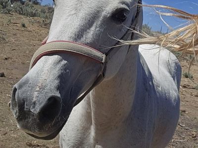 Brood Mare qtr horse 15yr