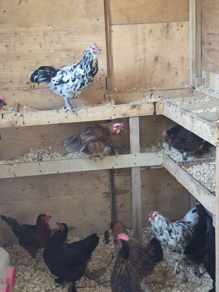 2 roosters free