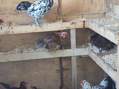 2 roosters free