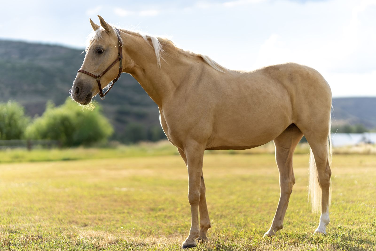 10 Year Old Gaited Mare