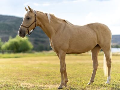 10 Year Old Gaited Mare