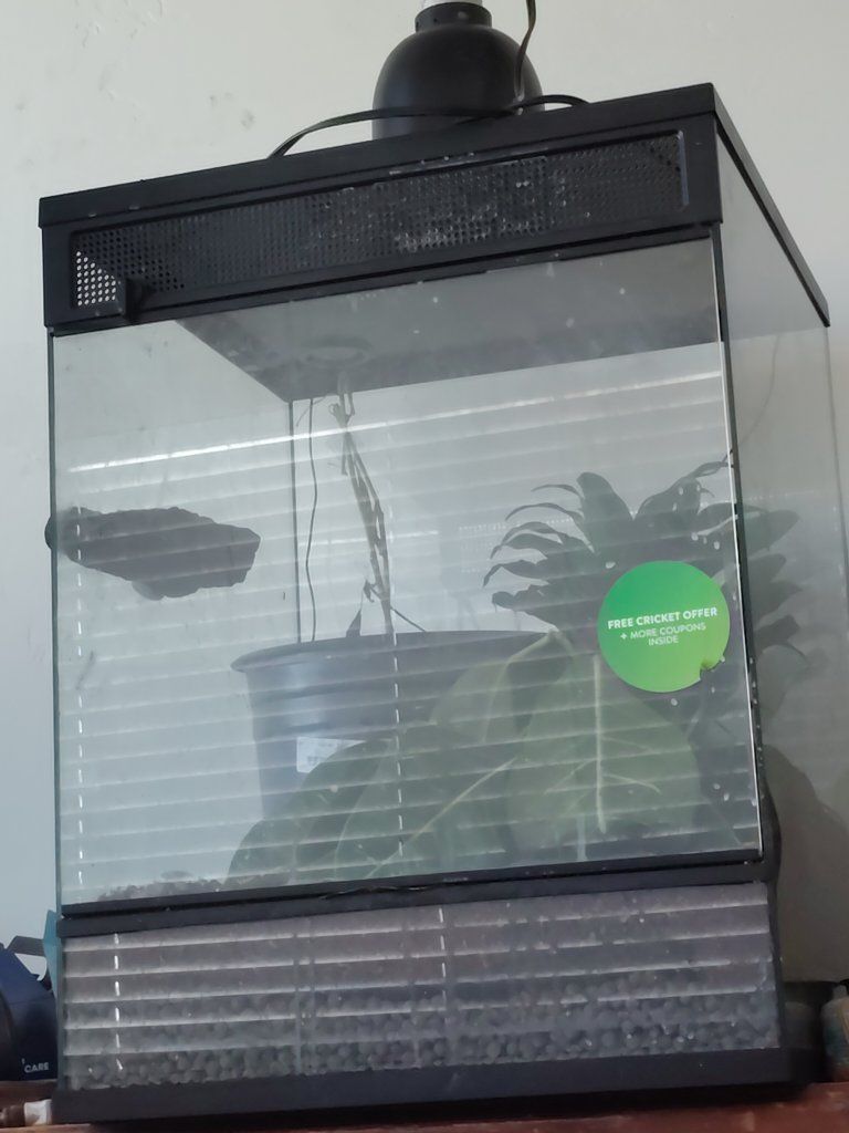 ia pet gecko $150 for tank and gecko complete setup with a gecko comes with one