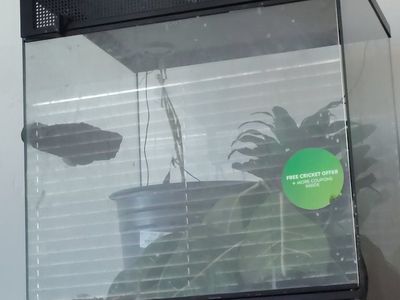 ia pet gecko $150 for tank and gecko complete setup with a gecko comes with one