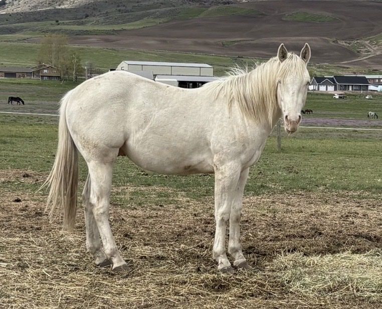 AQHA 2 Year Old Gelding