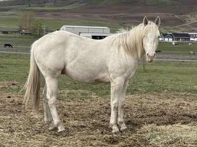 AQHA 2 Year Old Gelding