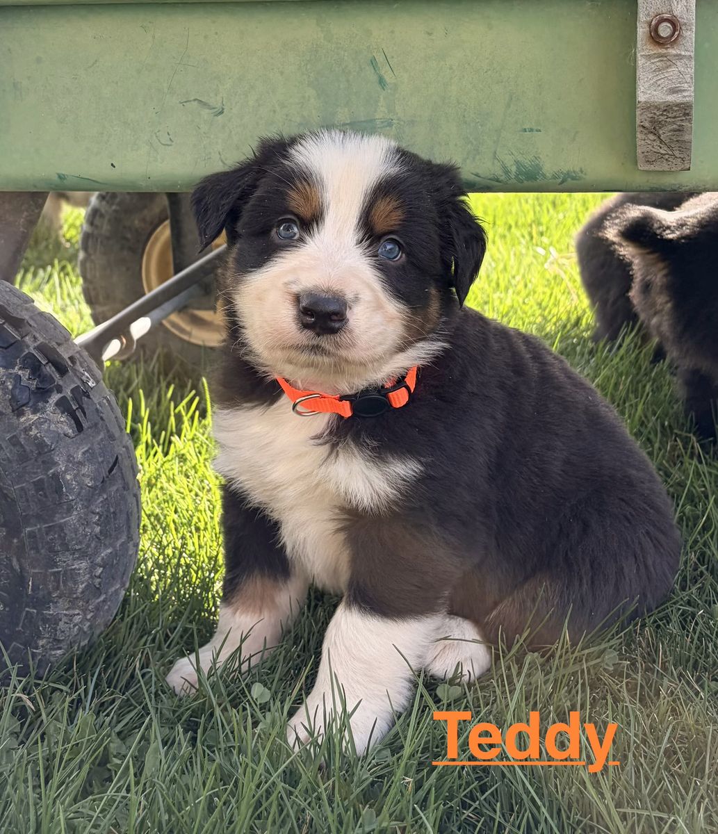 Australian Shepherd Puppies / Aussie