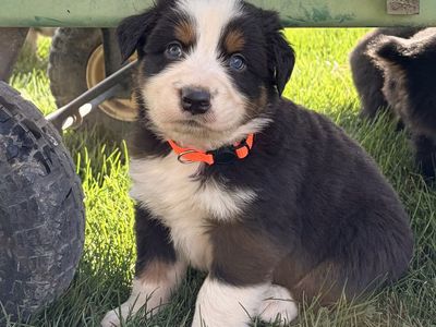 Australian Shepherd Puppies / Aussie
