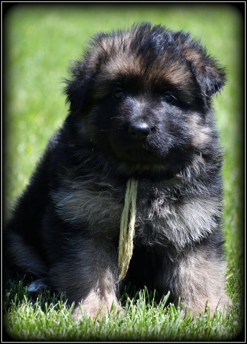 AKC Long Coat German Shepherd pups