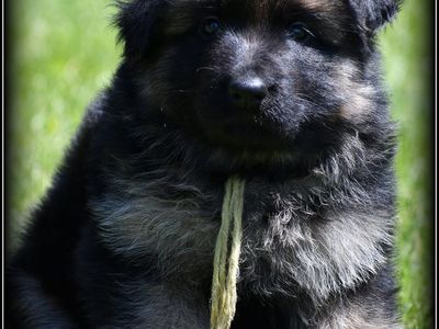 AKC Long Coat German Shepherd pups