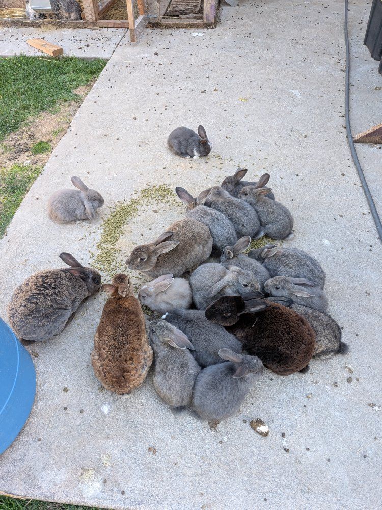adorable bunnies