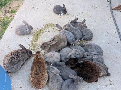 adorable bunnies