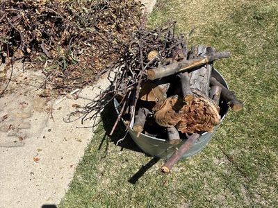 Fresh-cut Apple Wood – Great for Smoking or Firewood