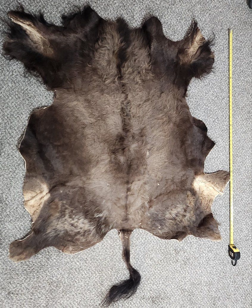 Last bison hide left