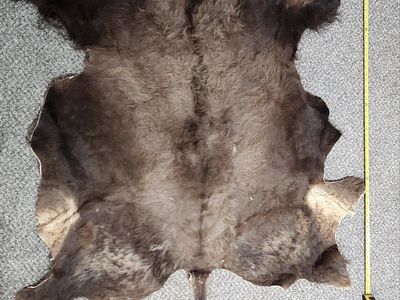 Last bison hide left