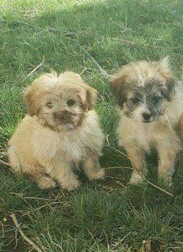 French bulldog and poodle mixed puppies, ready to go to their new homes.