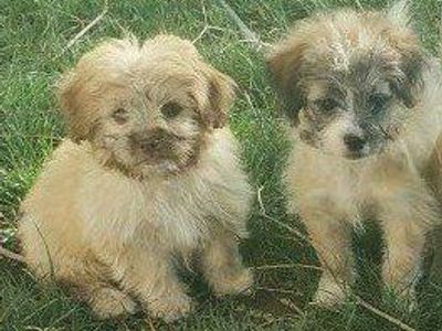 French bulldog and poodle mixed puppies, ready to go to their new homes.