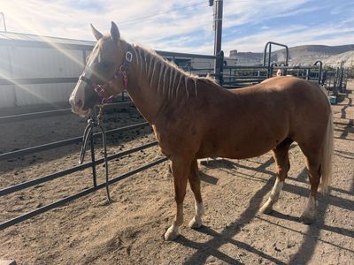 Palomino Mare