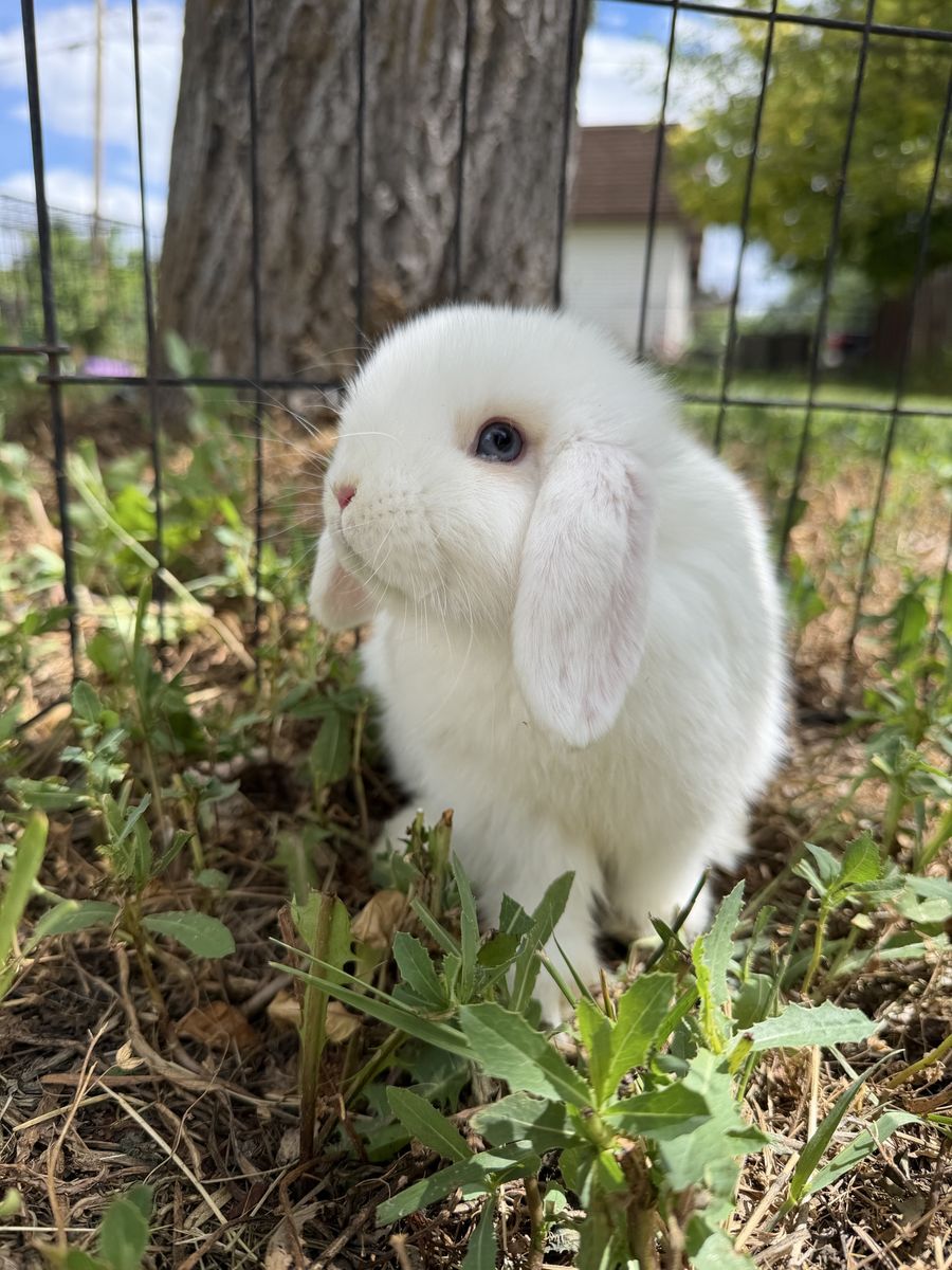 Pedigree holland lop doe