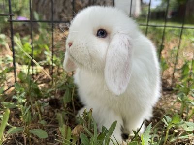 Pedigree holland lop doe