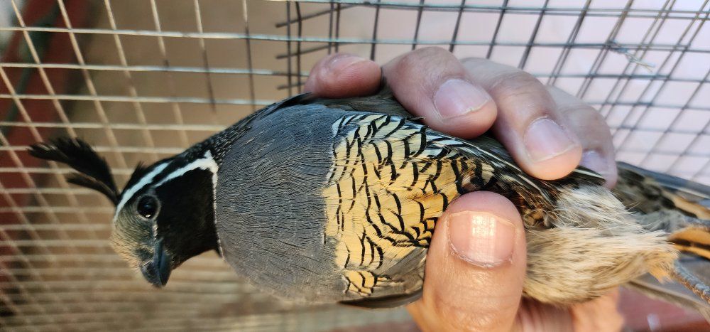 California Valley Quail