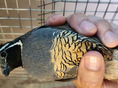 California Valley Quail