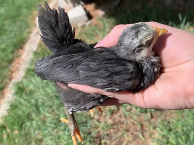 Gray Serama--Purebred Bantam Chick