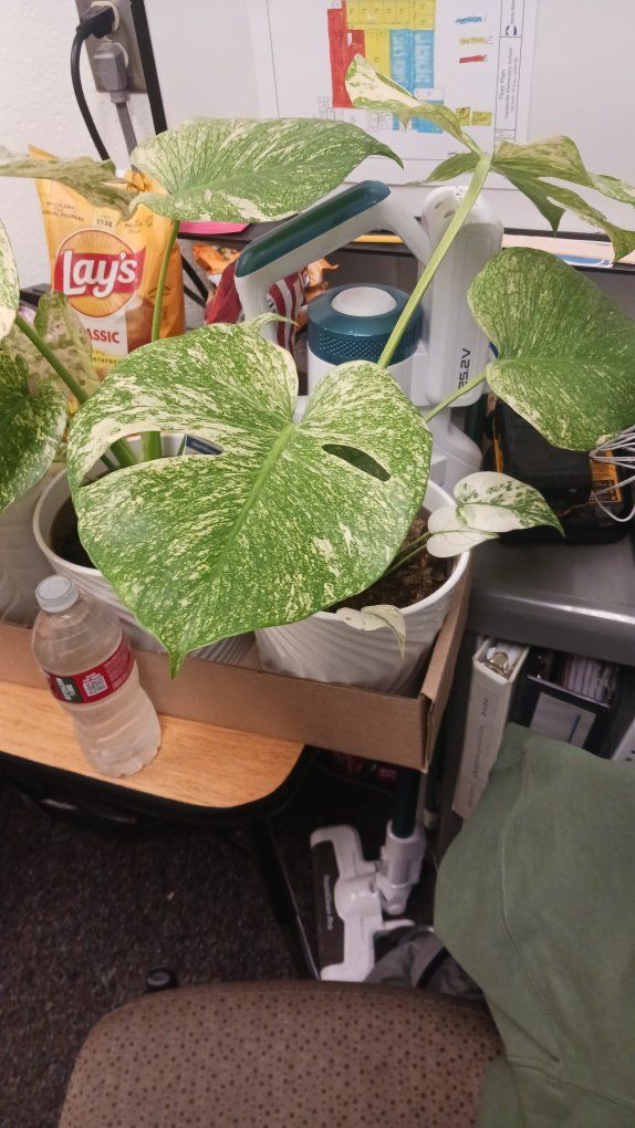 monstera mint