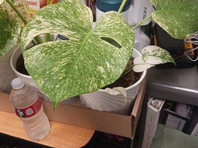 monstera mint