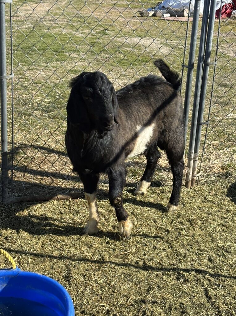 BOER BILLY GOAT STUD for BREEDING