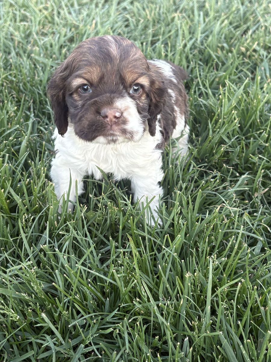 AKC Cocker Spaniel Puppies