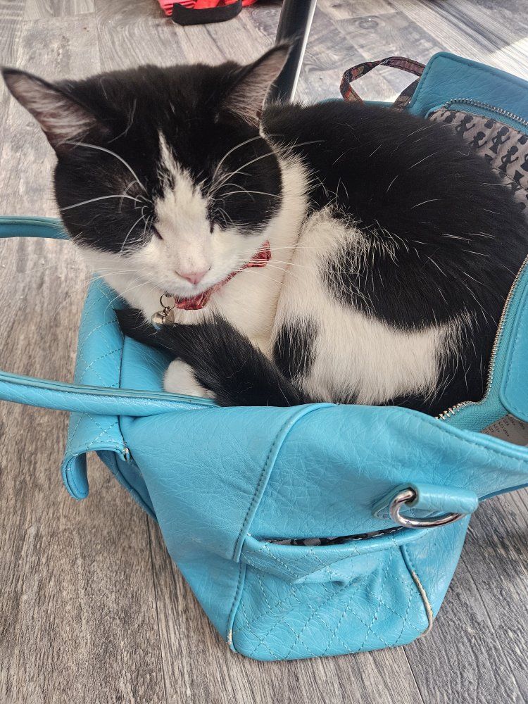 Cat Bi-color Tuxedo Black White