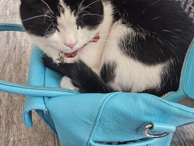 Cat Bi-color Tuxedo Black White