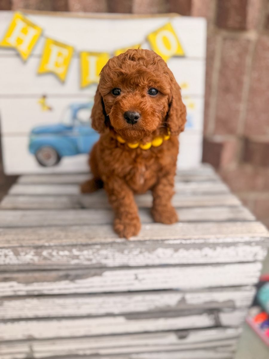 Teacup Goldendoodles
