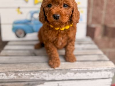 Teacup Goldendoodles