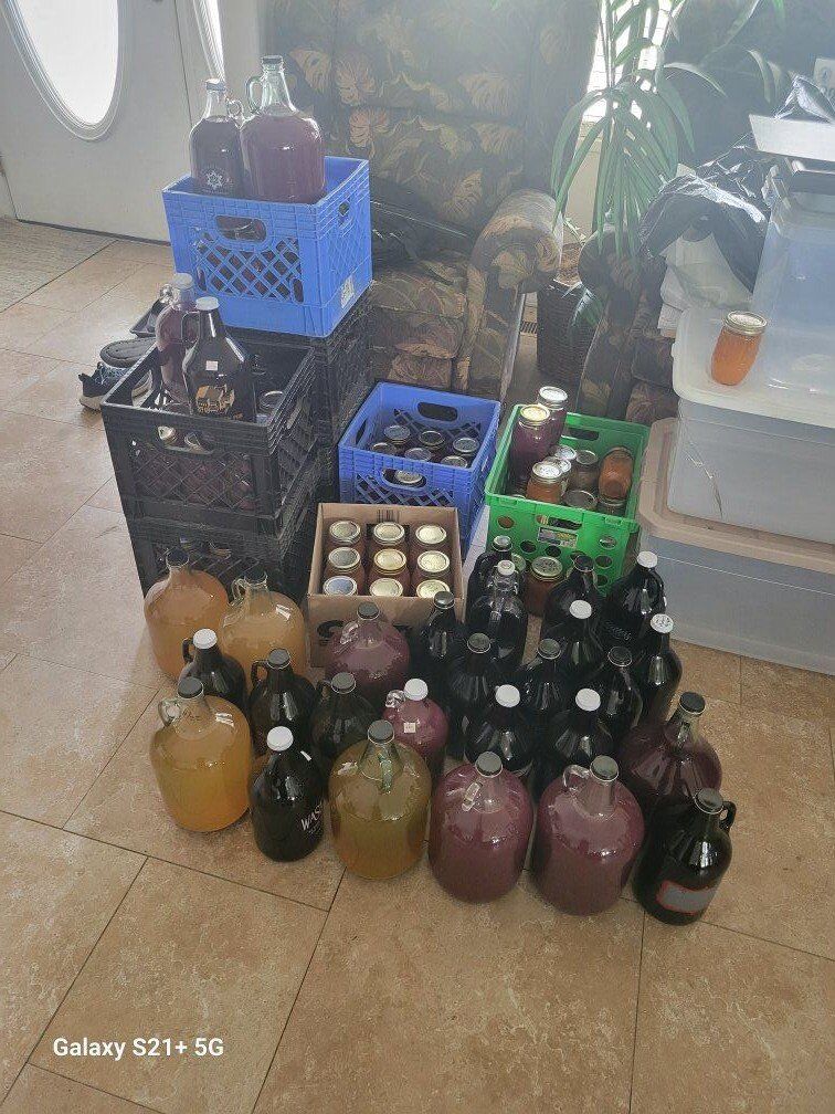 homemade thomcord grape juice