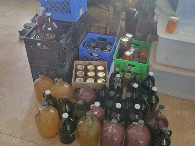 homemade thomcord grape juice