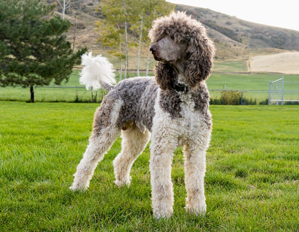 Stabndard Poodle (big boy)