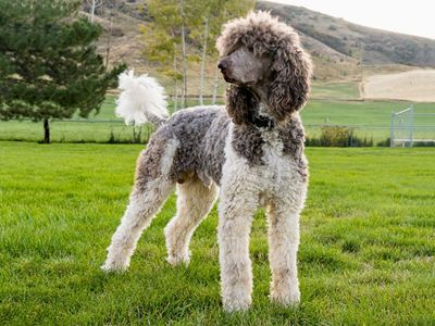 Stabndard Poodle (big boy)