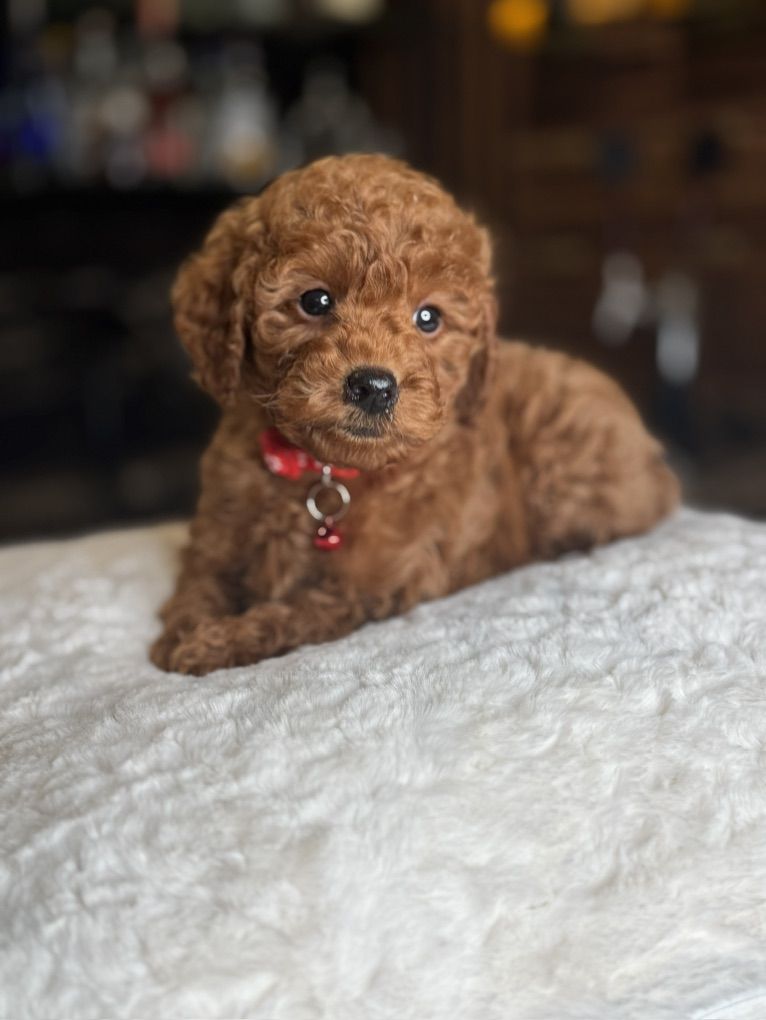 Tiny 10-12 Pound Mini Goldendoodle Puppy
