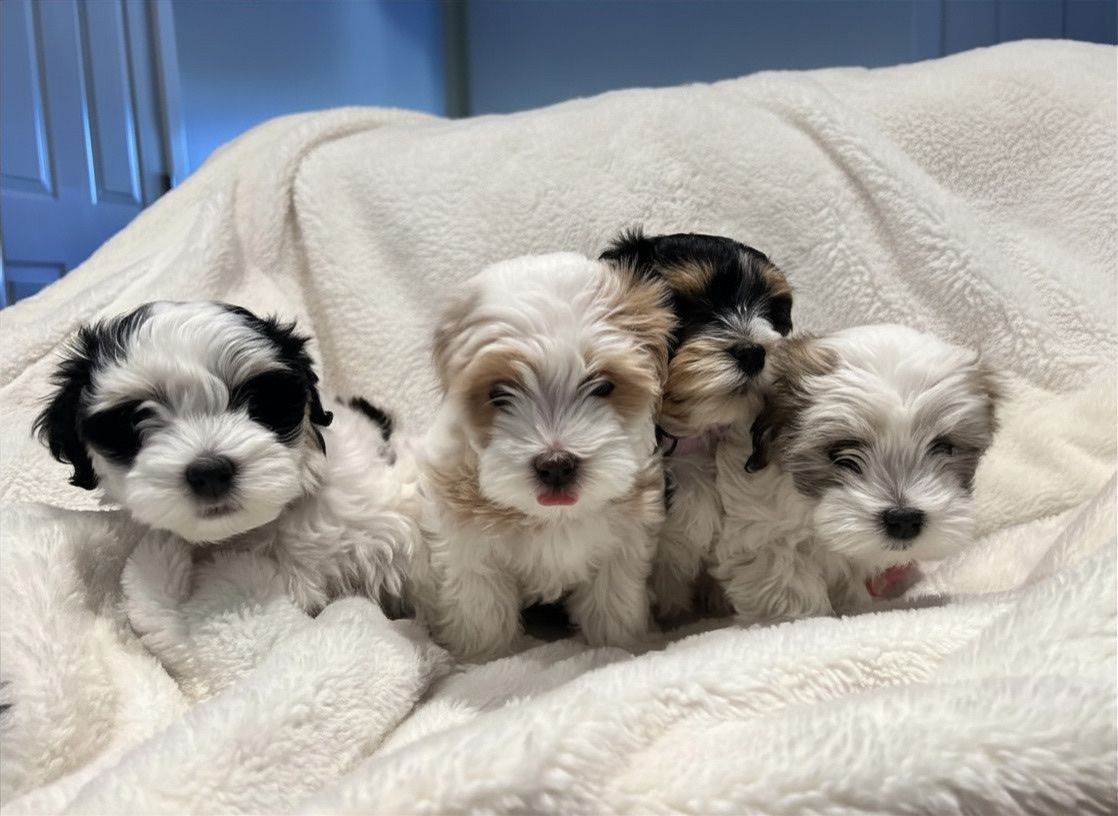 Havanese Puppies