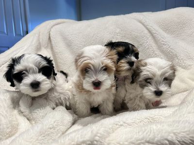 Havanese Puppies