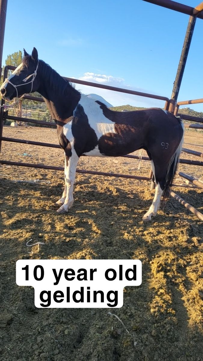 10 year old gelding