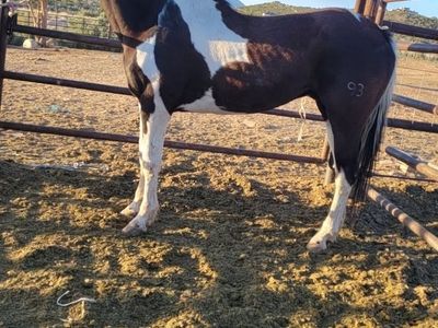 10 year old gelding