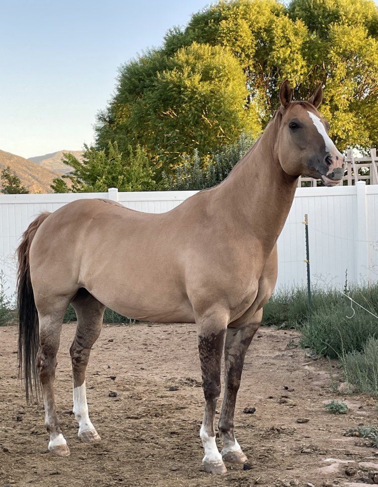 gelding